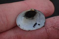 Cryptomya californica