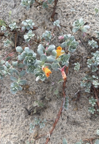 iNaturalist observation photo of beach suncup