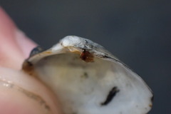 Cryptomya californica