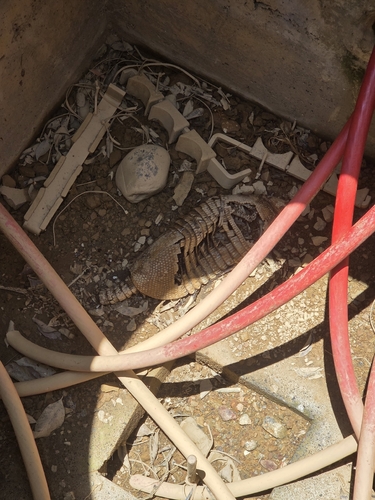 Mexican Long-nosed Armadillo (Dasypus mexicanus)