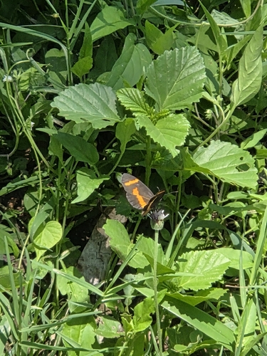 Elf Butterfly (Microtia elva)