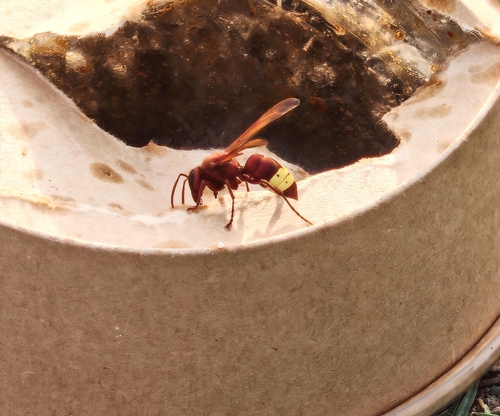 Oriental Hornet