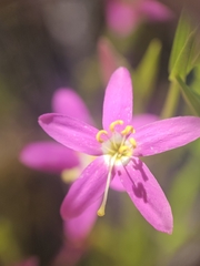 Zeltnera venusta, photograph (c) Marco Iboshi, some rights reserved (CC BY)