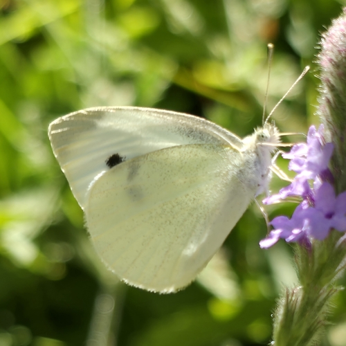 iNaturalist observation photo of Small White