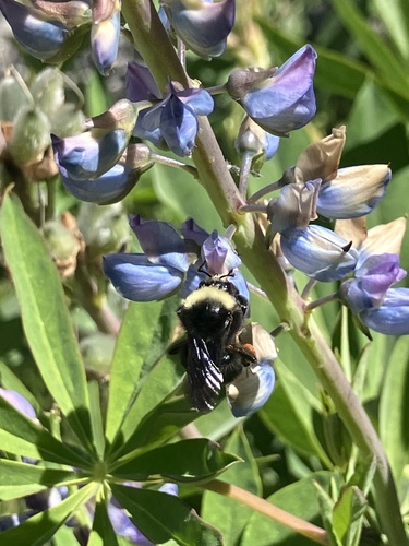 iNaturalist observation photo of Bumble Bees
