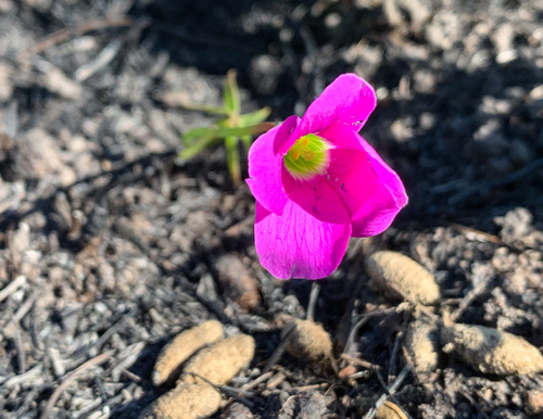 Windmill Sorrel