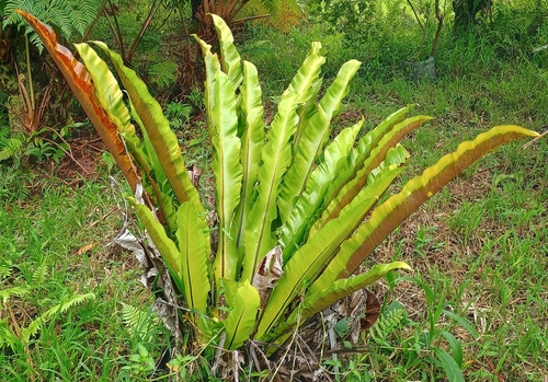 Asplenium nidus, 2026-07-08