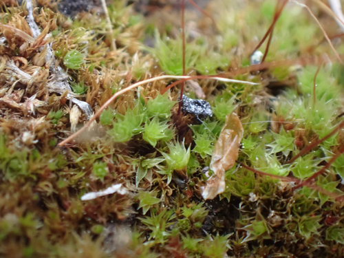 Gemmabryum caespiticium observed 2026-07-01