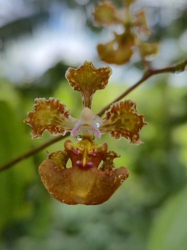 Oncidium luridum observed 2026-03-31