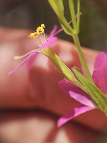 Zeltnera venusta, photograph 6