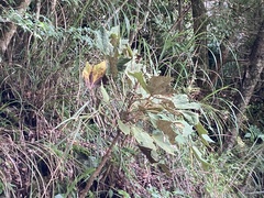 Sinopanax formosanus