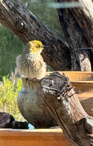 Yellow-plumed Honeyeater