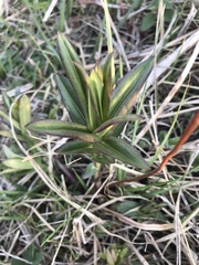 Lilieae