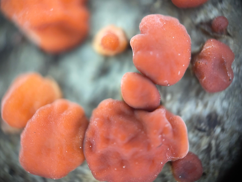 Red Tree Brain Fungus