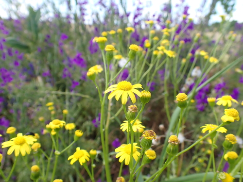Eastern Groundsel