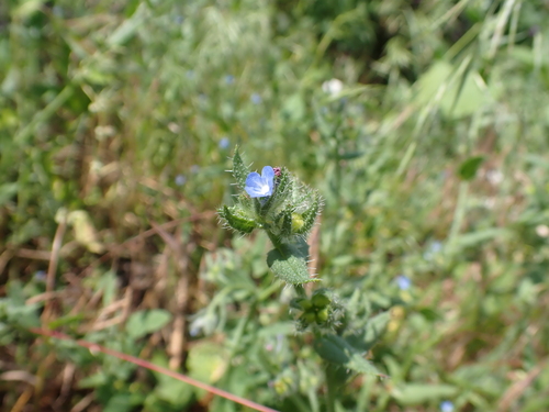 small bugloss