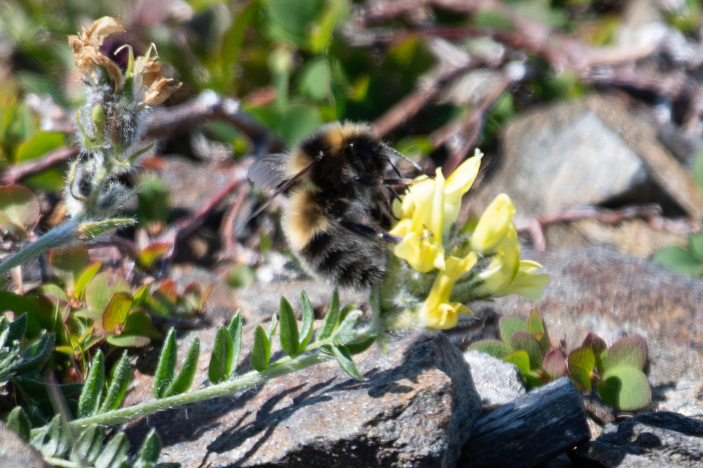 Polar Bumble Bee