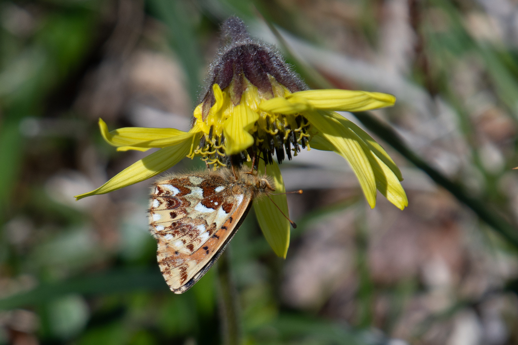 Alaskan Fritillary
