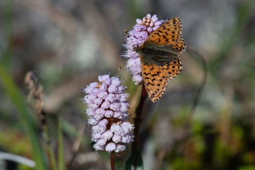 Alaskan Fritillary photo 6