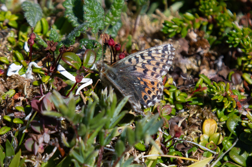 Alaskan Fritillary photo 3