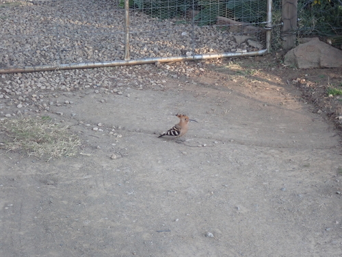Common Hoopoe