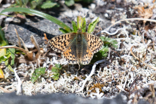 Alaskan Fritillary photo 5