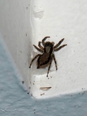 Menemerus bivittatus