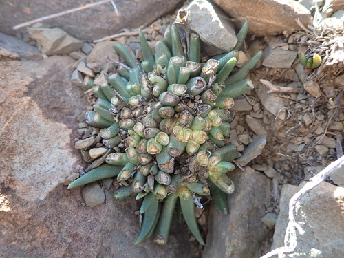 Hereroa glenensis