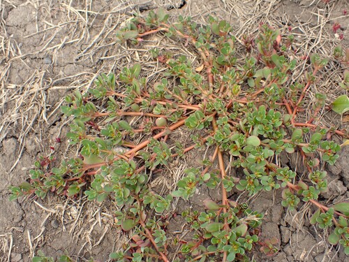 Common Purslane