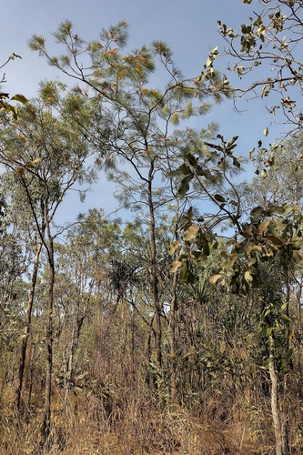 Grevillea pteridifolia, photograph 1