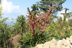 Beschorneria albiflora