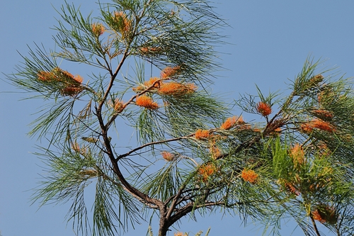 Grevillea pteridifolia, photograph 2