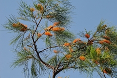 Grevillea pteridifolia, photograph (c) Roland Muench, some rights reserved (CC BY)
