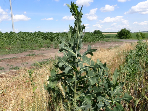 prickly lettuce
