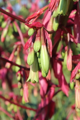 Beschorneria albiflora