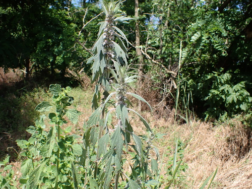 five-bladed motherwort