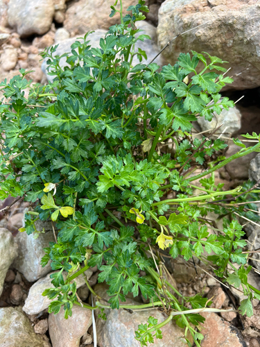 Sea Celery