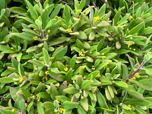 bower spinach