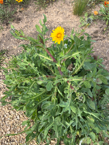 False Sow-thistle
