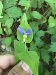 Craig Hensley, CC BY, iNaturalist via GBIF Tinantia anomala, photograph Craig Hensley, CC BY, iNaturalist via GBIF