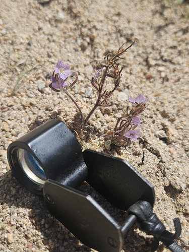 Phacelia mohavensis, 2026-07-05