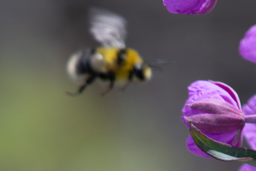 Heath Bumble Bee photo 5