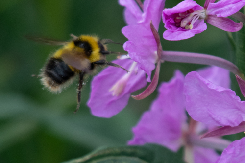 Heath Bumble Bee photo 4