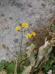 Youngia japonica