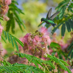 Chlorostilbon lucidus