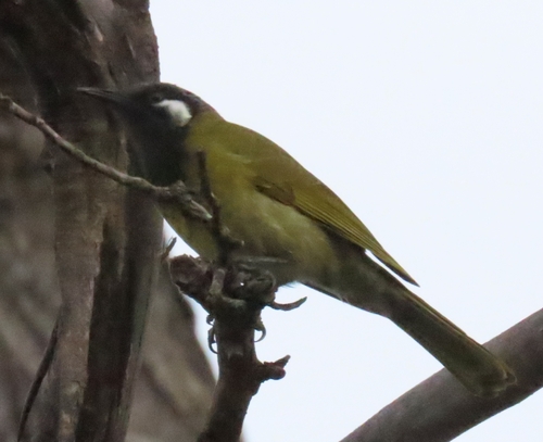 White-eared Honeyeater