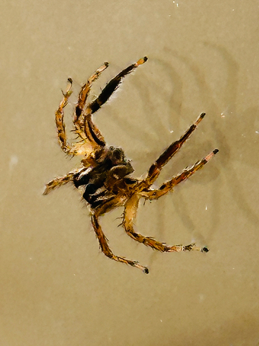 Pantropical Jumping Spider