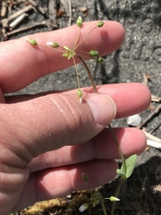 Holosteum umbellatum