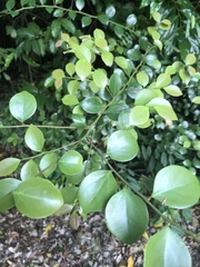 Lindera akoensis