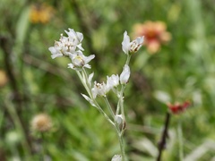 Hymenopappus artemisiifolius